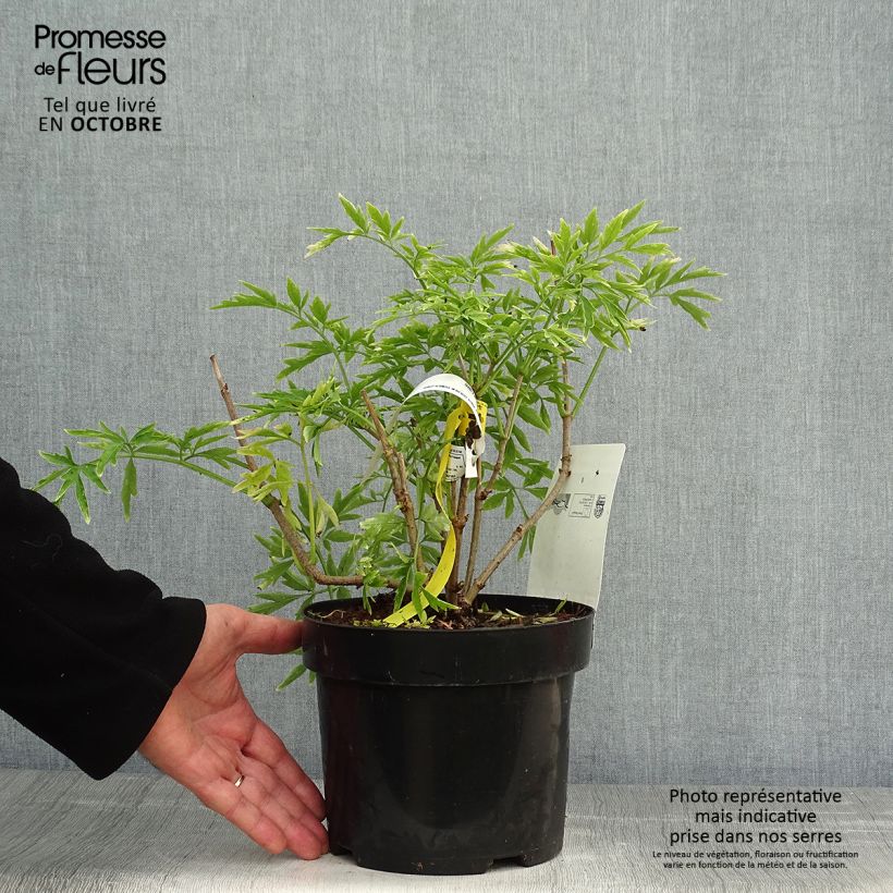 Sambucus nigra Golden Tower - Black Elder 3L/4L pot sample as delivered in autumn