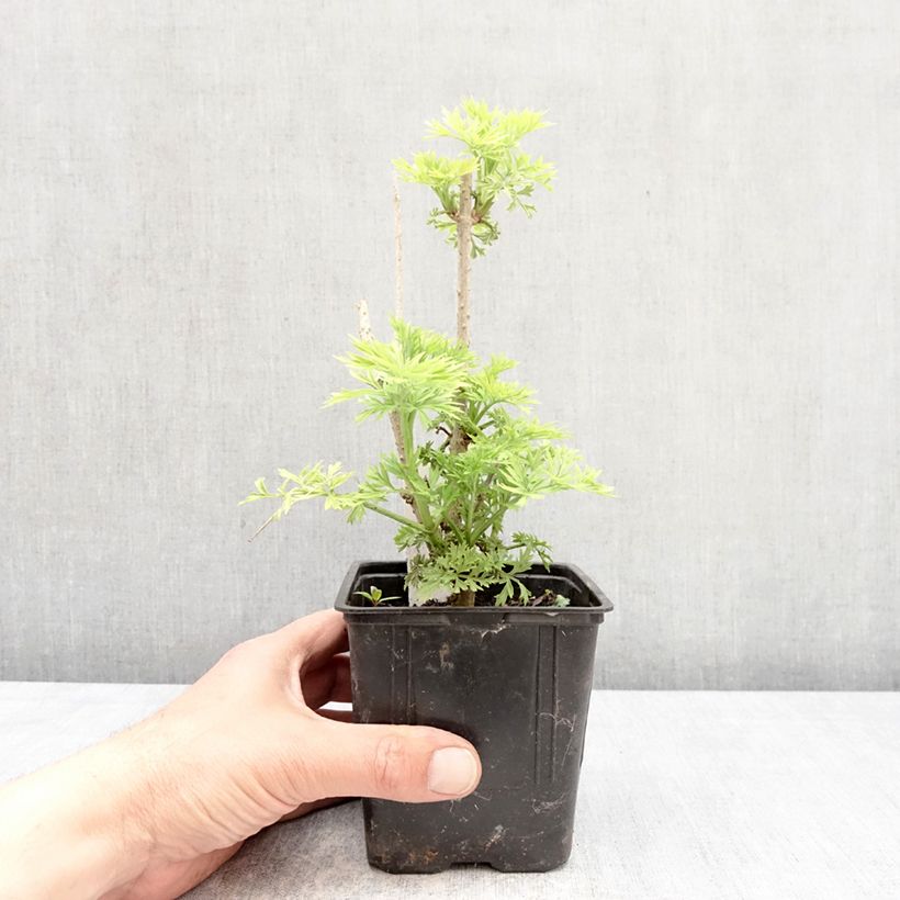 Sambucus nigra Golden Tower - Black Elder 12cm pot sample as delivered in spring