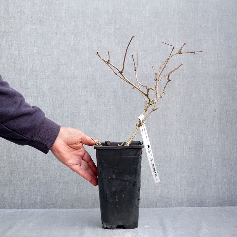 Sambucus nigra Korsor 3L/4L pot, Clump sample as delivered in autumn
