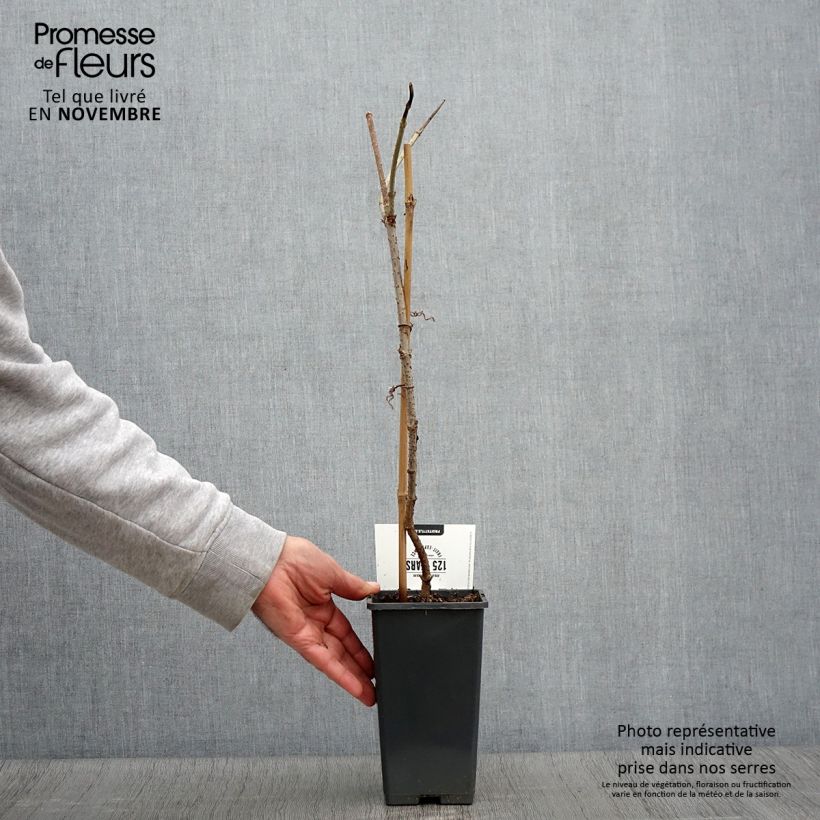 Sambucus nigra Korsor - Black Elder 1.5L/2L pot, Bush sample as delivered in autumn