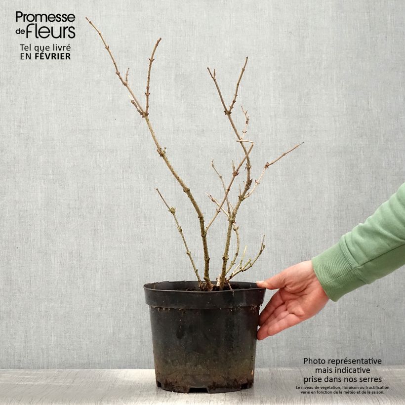 Sambucus nigra Marion Bull - Black Elder 4L/5L pot sample as delivered in winter