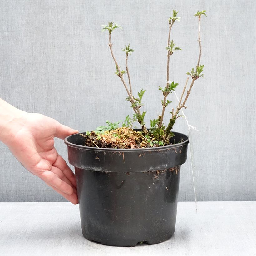 Sambucus nigra Obelisk - Elder 4L/5L pot sample as delivered in winter