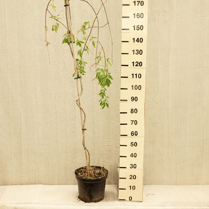 Sambucus nigra Pendula - Sambucus nigra Monstrosa - Elder 7.5L/10L pot sample as delivered in summer