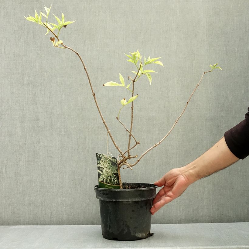 Sambucus nigra Pulverulenta - Black Elder 3L/4L pot sample as delivered in autumn
