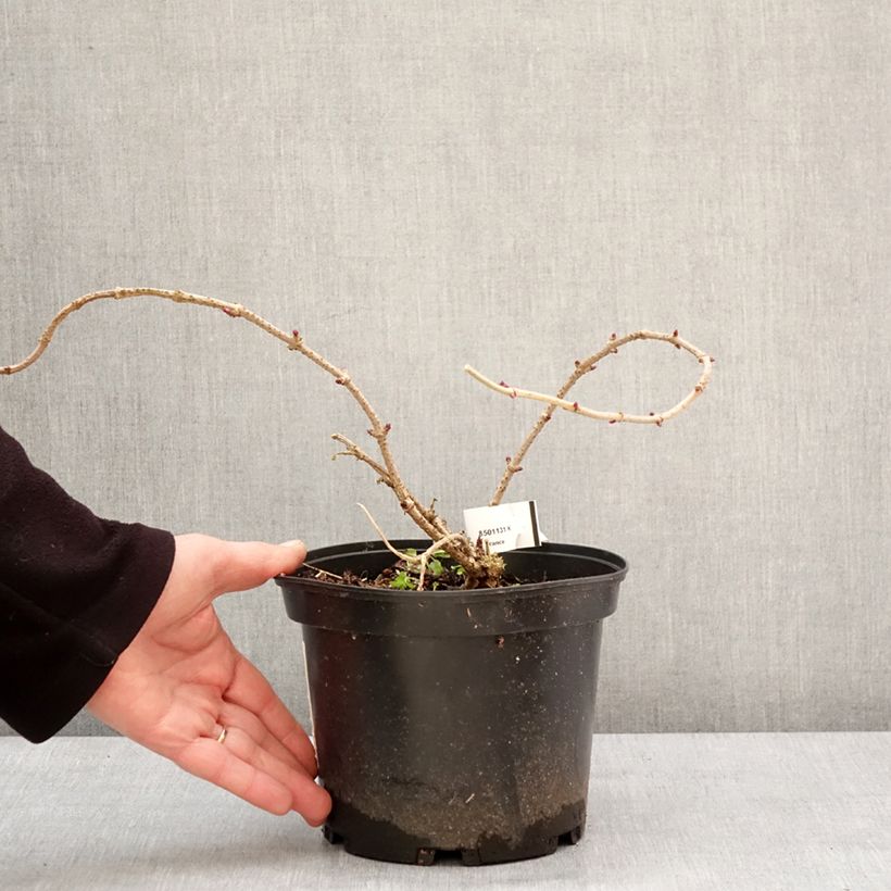 Sambucus nigra Pulverulenta - Black Elder 3L/4L pot sample as delivered in winter