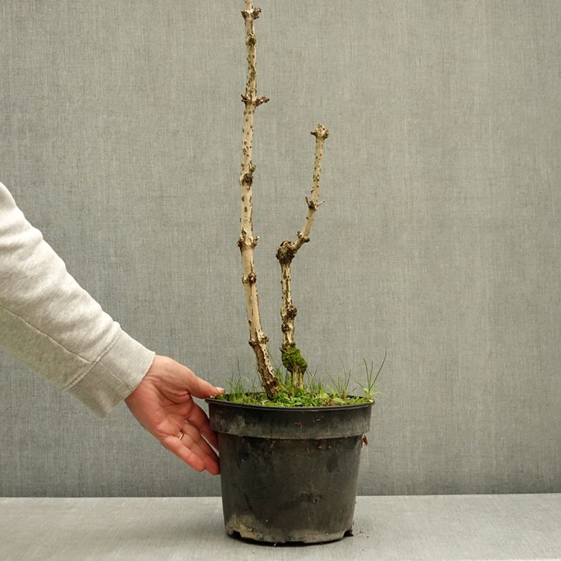 Sambucus nigra Pyramidalis - Elder 4L/5L pot sample as delivered in autumn