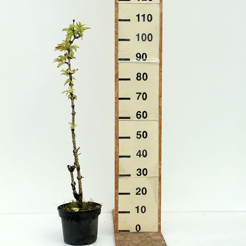 Sambucus nigra Pyramidalis - Elder 4L/5L pot sample as delivered in summer