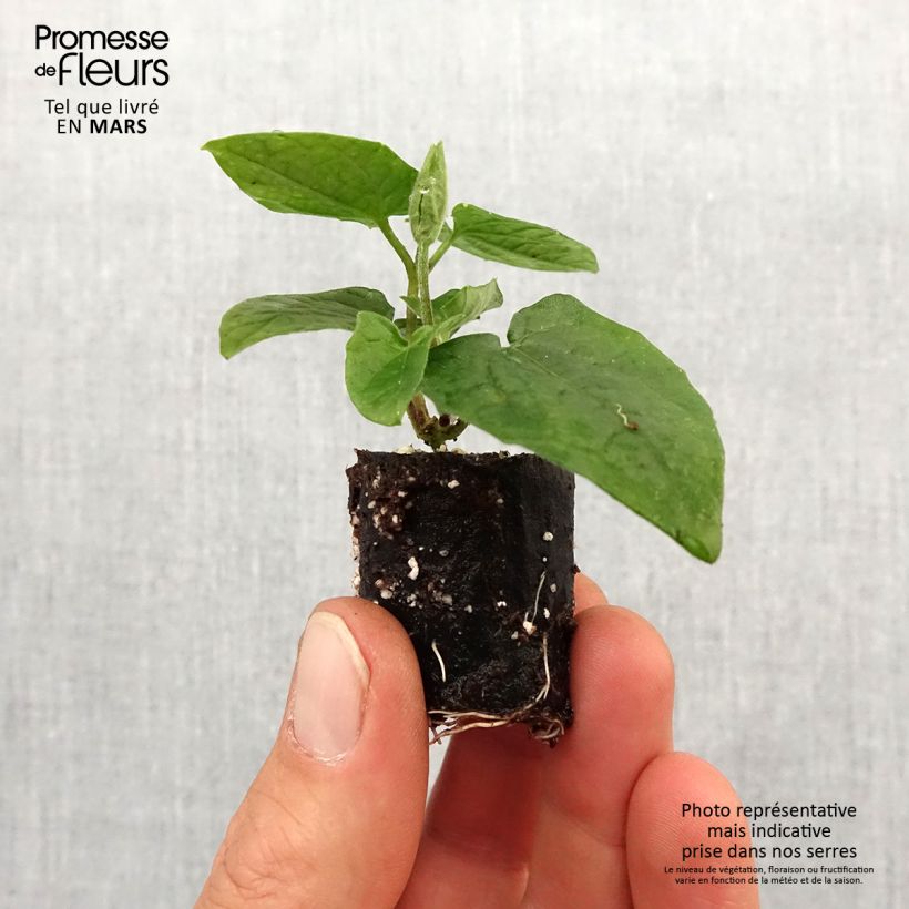 Thunbergia alata Sunny Suzy Cherry Plug plant 3/4cm sample as delivered in spring