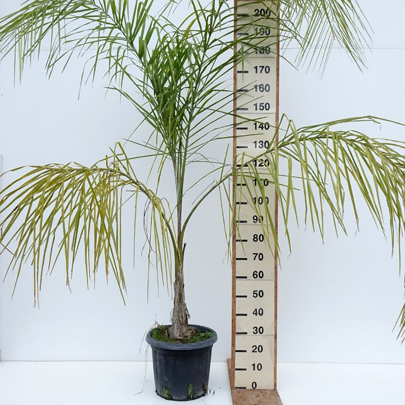Syagrus romanzoffiana - Queen Palm 20L/25L pot sample as delivered in winter