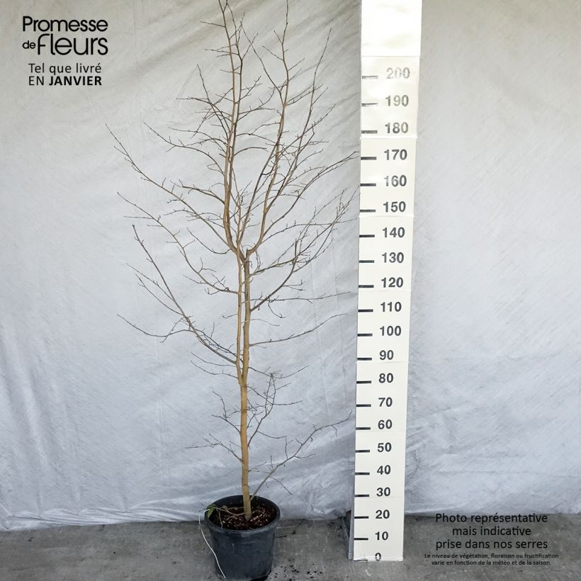 Sycoparrotia semidecidua Autunno Rosso 7.5L/10L pot sample as delivered in winter