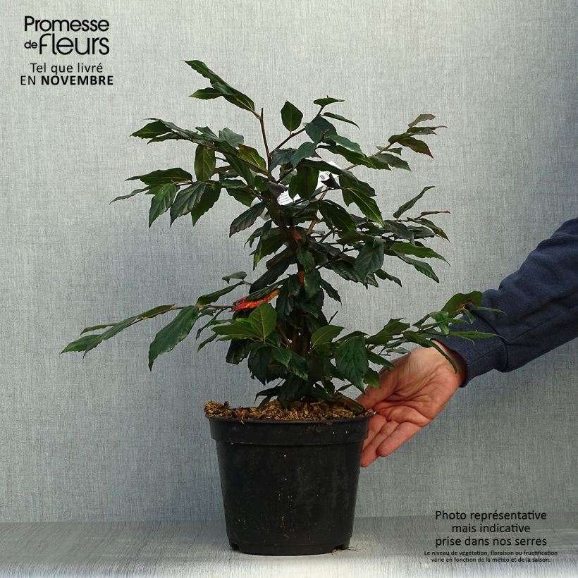Sycoparrotia semidecidua Purple Haze 4L/5L pot sample as delivered in autumn