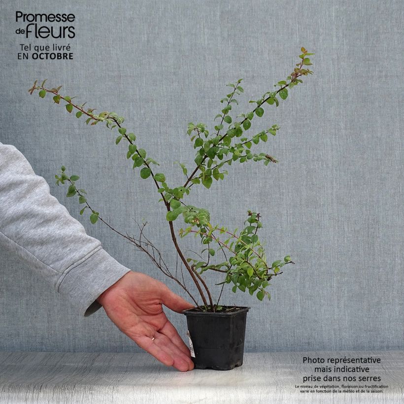 Symphorycarpos chenaultii Hancock 8/9 cm pot sample as delivered in autumn