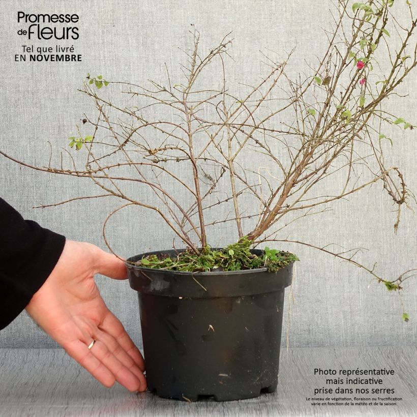 Symphorycarpos chenaultii Hancock 2L/3L pot sample as delivered in autumn