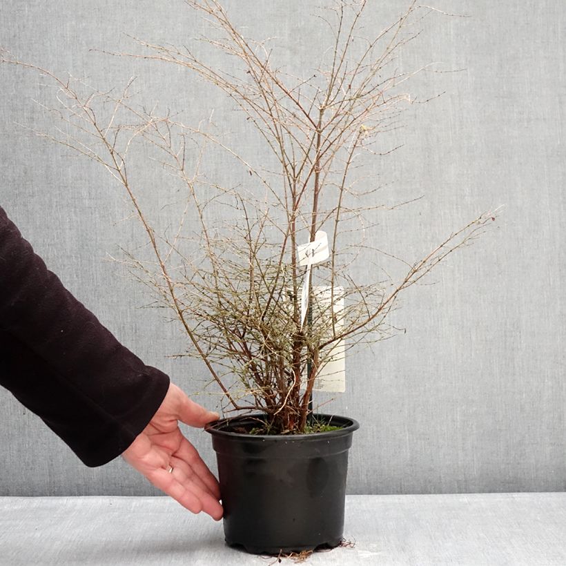 Symphorycarpos chenaultii Fiesta Berry 2L/3L pot sample as delivered in winter