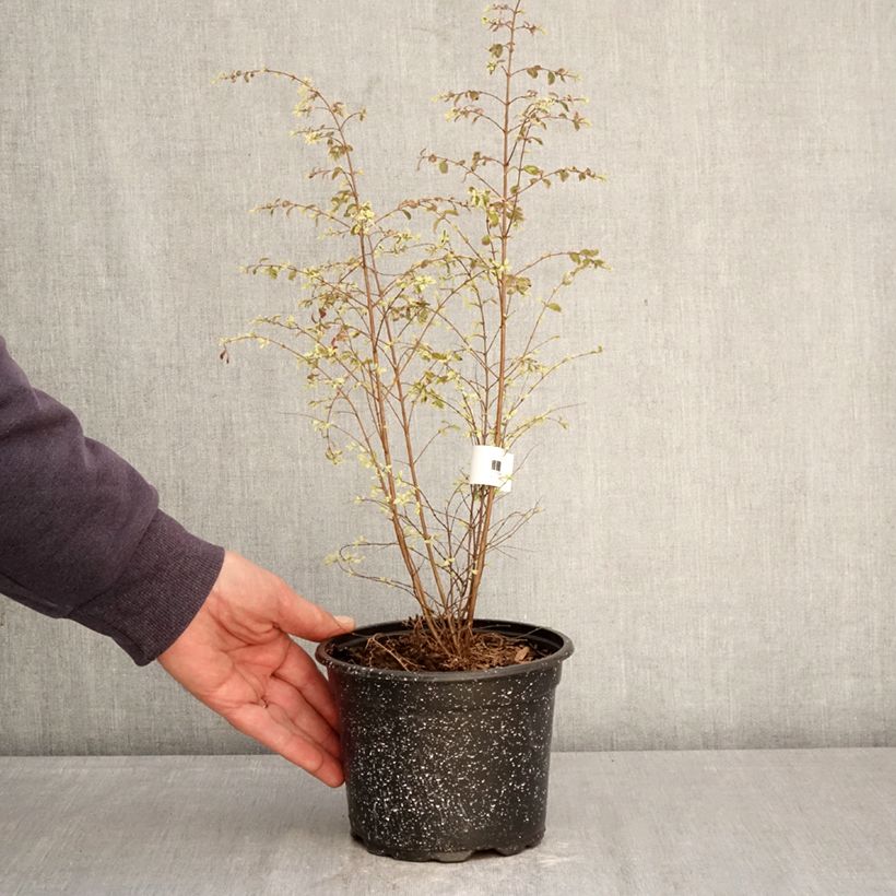 Symphorycarpos chenaultii Fiesta Berry 2L/3L pot sample as delivered in spring