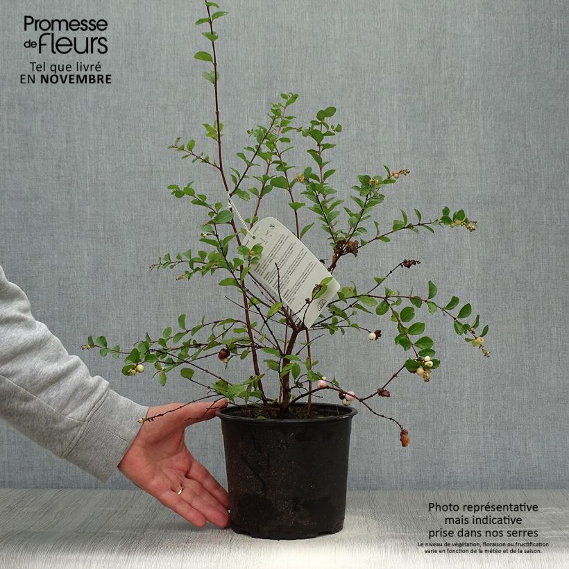 Symphorycarpos doorenboosii Mother Of Pearl 2L/3L pot sample as delivered in autumn