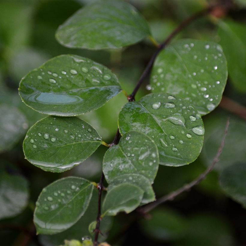 Symphoricarpos doorenbosii Amethyst (Foliage)