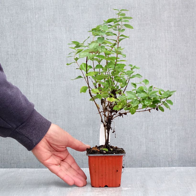 Symphoricarpos doorenboosii White Hedge 8/9 cm pot sample as delivered in autumn