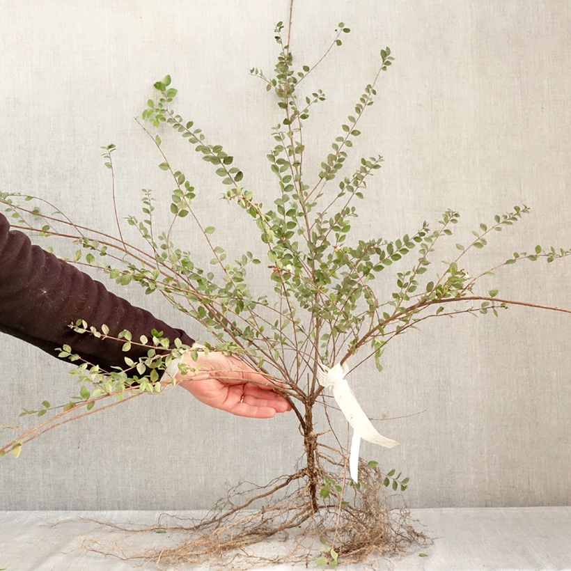 Symphoricarpos doorenboosii White Hedge Bare root sample as delivered in winter