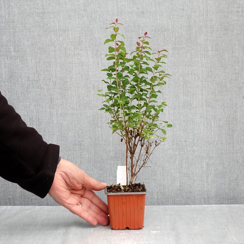 Symphorycarpos x doorenboosii Magical Berry Christmas -  Doorenbos coralberry 8/9 cm pot sample as delivered in autumn