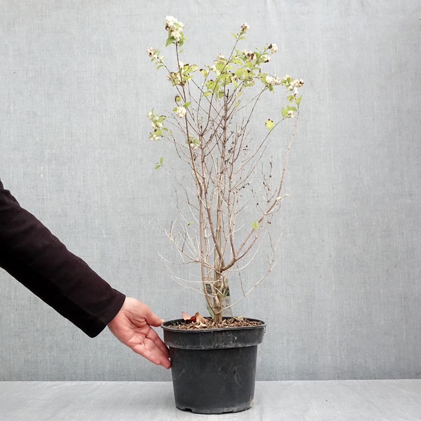 Symphoricarpos orbiculatus Symphony Rave 4L/5L pot sample as delivered in autumn