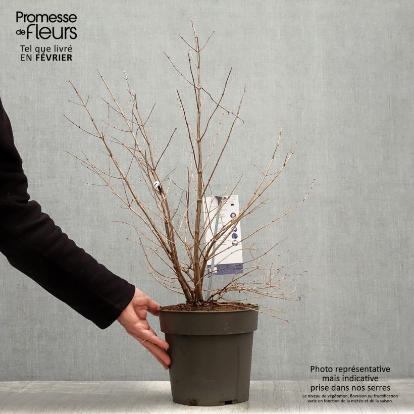 Symphoricarpos orbiculatus Symphony Rumble 6L/7L pot sample as delivered in winter