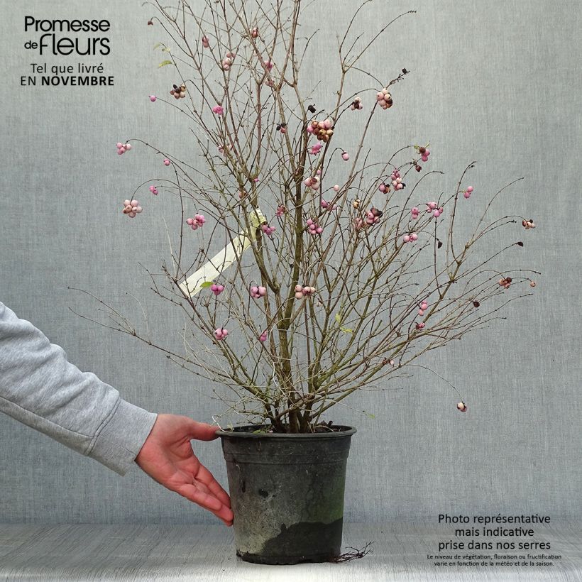 Symphoricarpos doorenbosii Magical Sweet 4L/5L pot sample as delivered in autumn