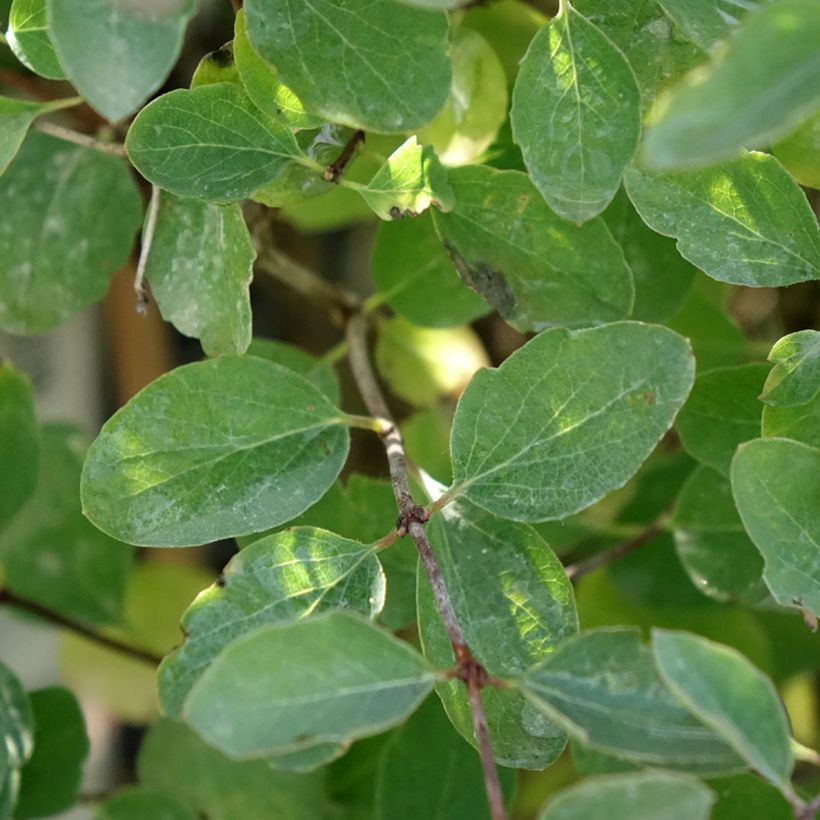 Symphoricarpos doorenbosii Magical Sweet (Foliage)