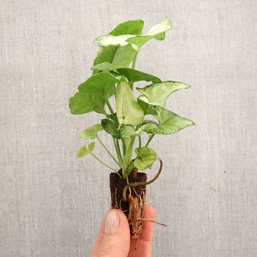 Syngonium Confetti - Arrowhead vine Mini-plante sample as delivered in spring