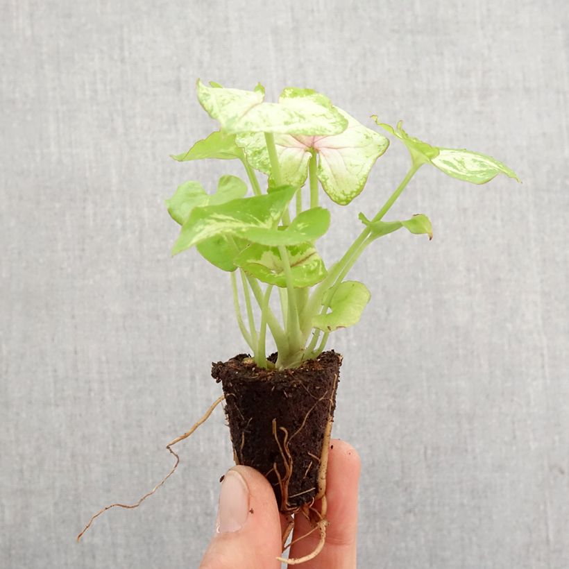 Syngonium podophyllum Golden Allusion - Arrowhead vine Mini-plante sample as delivered in spring