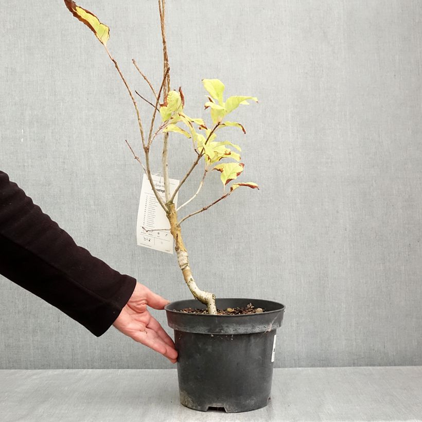 Syringa emodi aureovariegata - Himalayan lilac 4L/5L pot sample as delivered in autumn