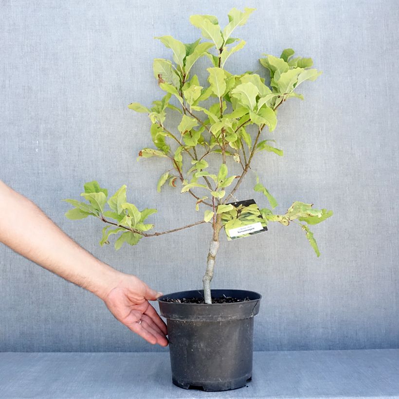 Syringa emodi aureovariegata - Himalayan lilac 4L/5L pot sample as delivered in summer