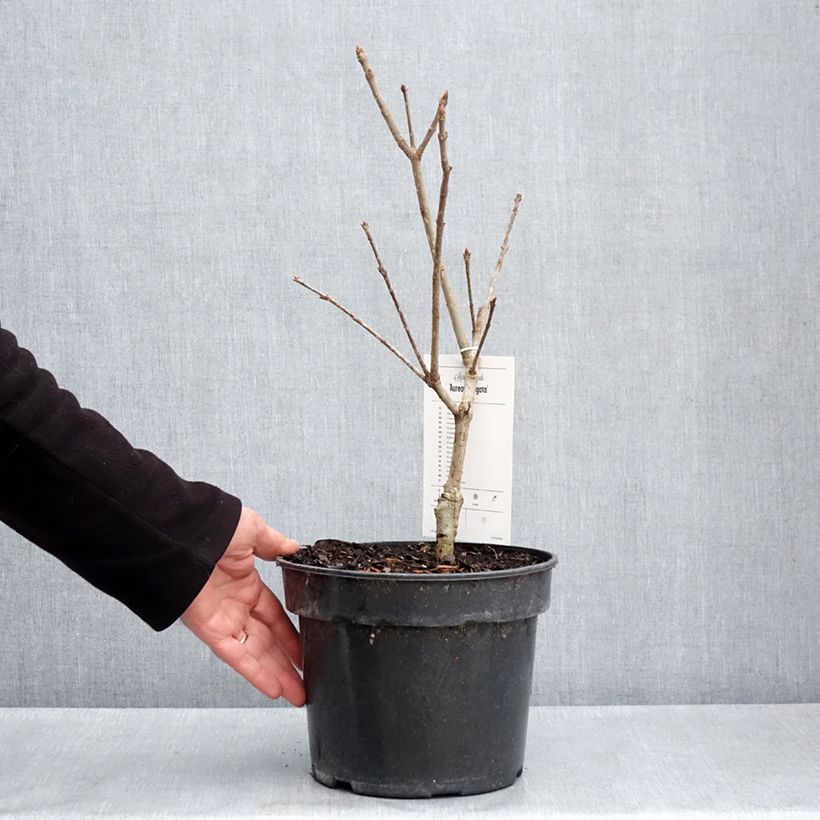 Syringa emodi aureovariegata - Himalayan lilac 4L/5L pot sample as delivered in spring