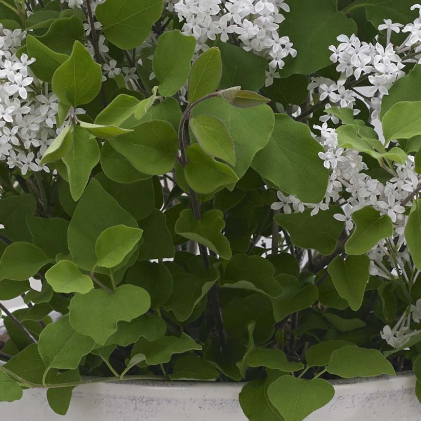 Syringa meyeri Flowerfesta White - Lilac (Foliage)