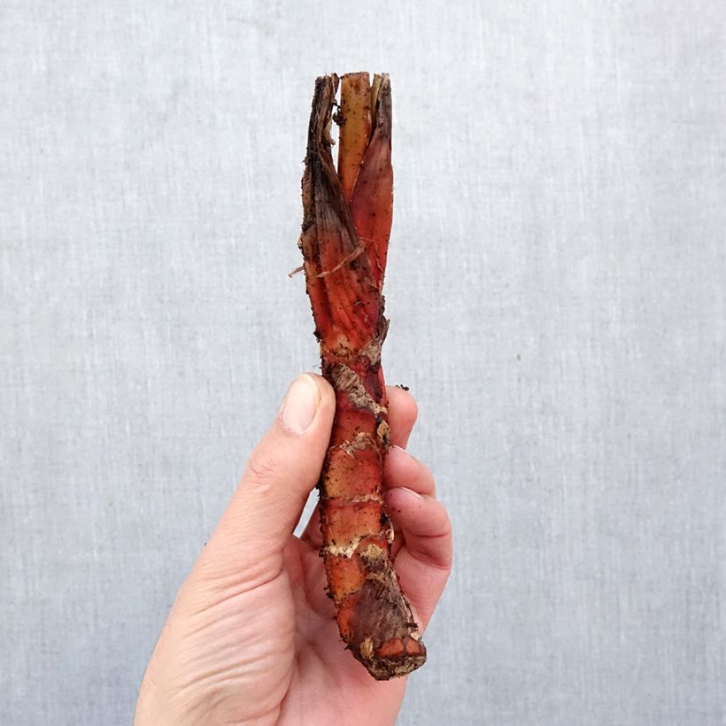 Tacca chantrieri  Bulb size I sample as delivered in spring