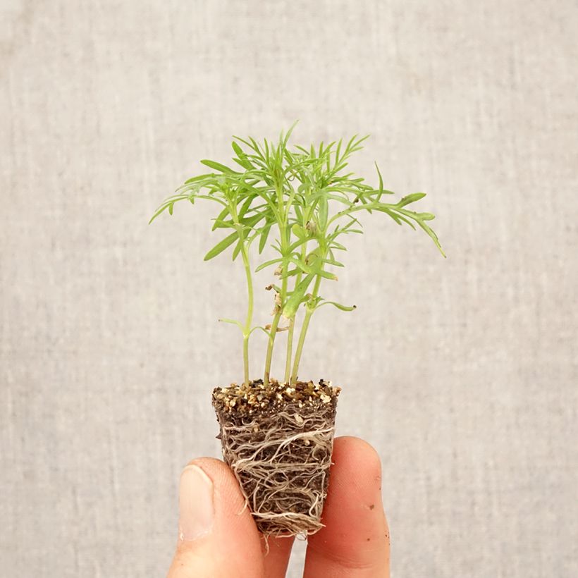 Tagetes filifolia - Irish Lace - Licorice Marigold - Licorice Carnation Plug plant 3/4cm sample as delivered in spring