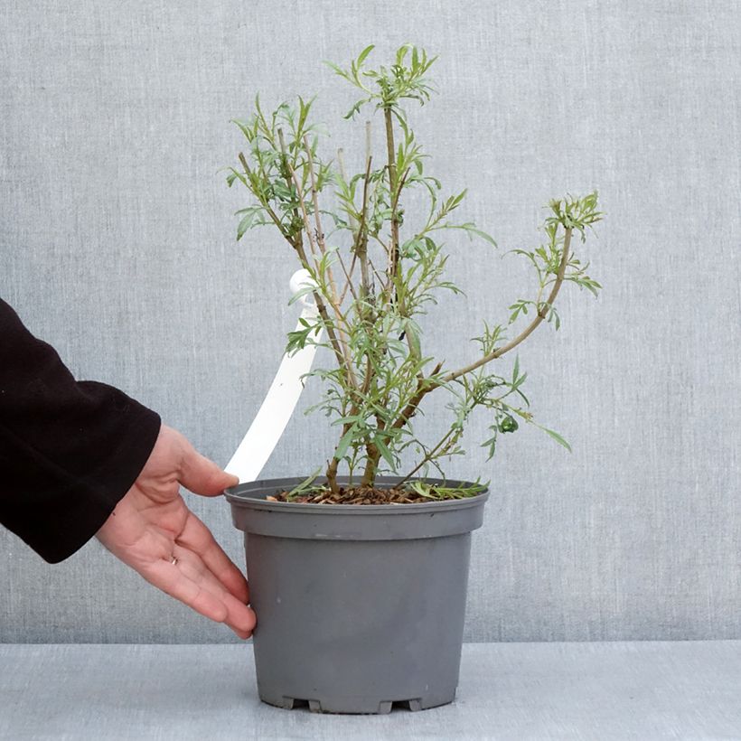 Tagetes lemmonii - Mexican Marigold 3L/4L pot sample as delivered in spring