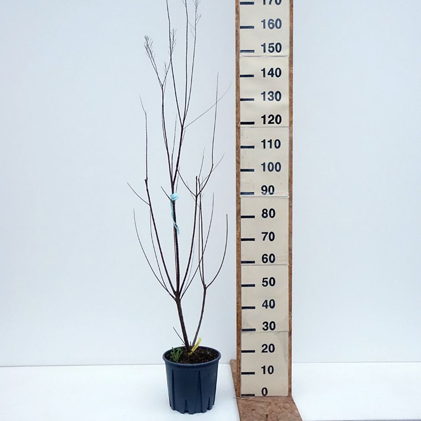 Tamarix gallica 7.5L/10L pot sample as delivered in autumn