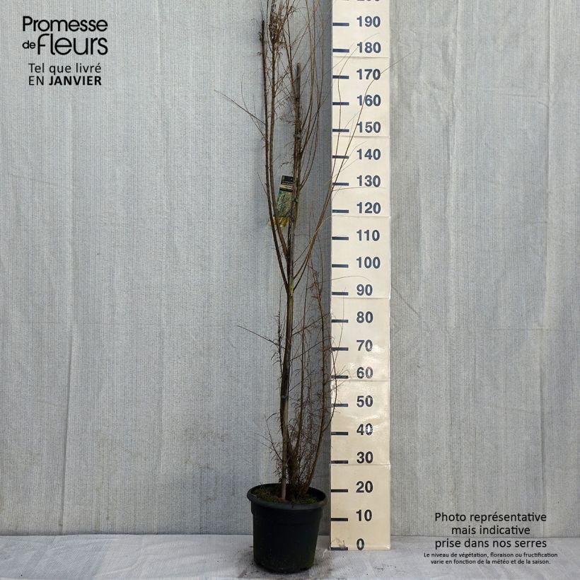 Tamarix gallica 7.5L/10L pot sample as delivered in winter