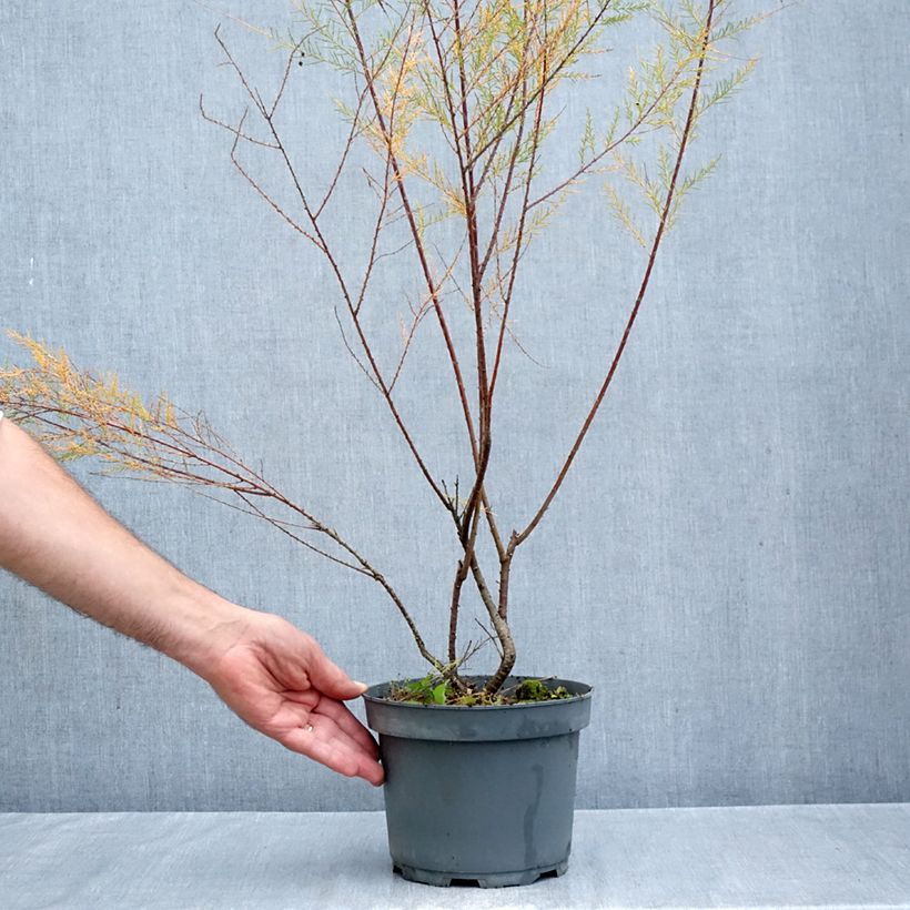 Tamarix ramosissima Pink Cascade 2L/3L pot sample as delivered in autumn