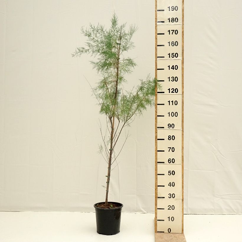 Tamarix ramosissima Pink Cascade 7.5L/10L pot sample as delivered in spring