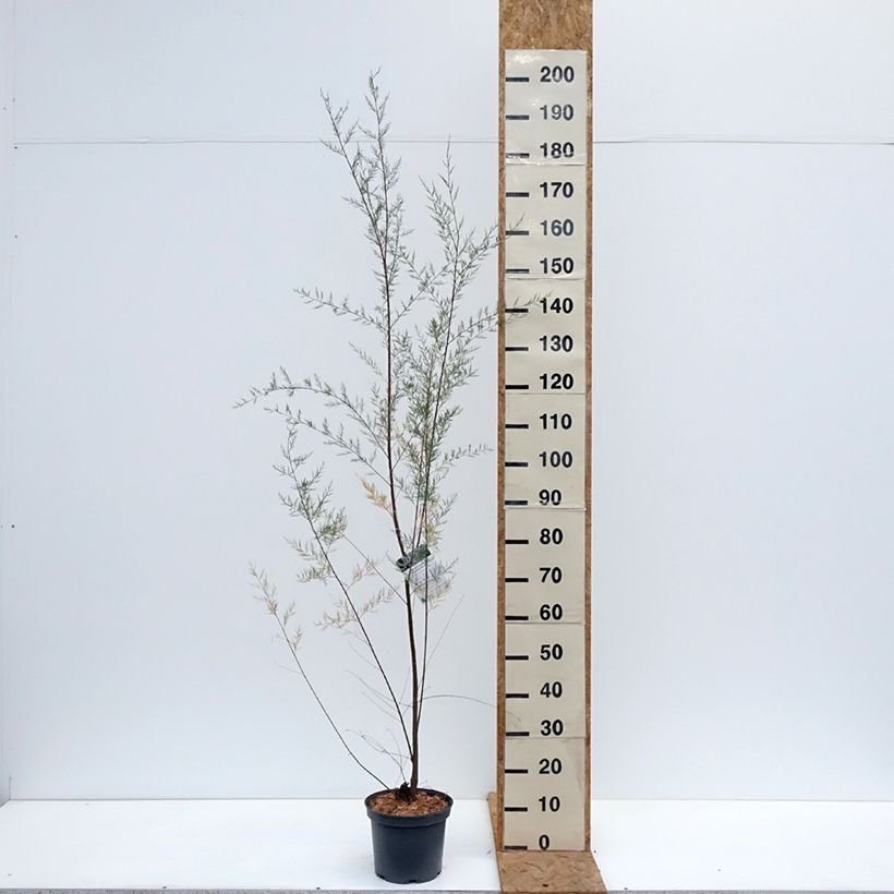 Tamarix ramosissima 4L/5L pot sample as delivered in autumn