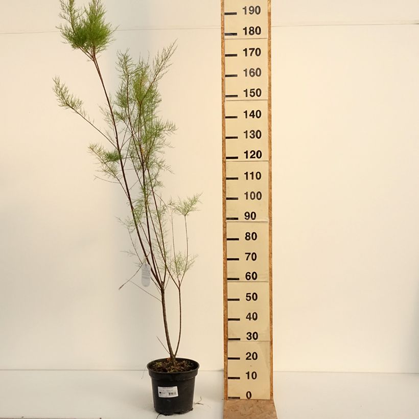 Tamarix ramosissima 4L/5L pot sample as delivered in summer