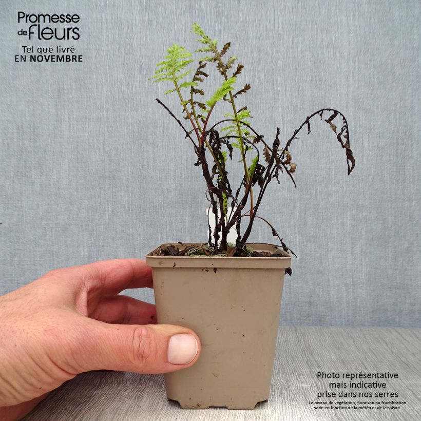 Tanacetum vulgare Isla Gold 8/9 cm pot sample as delivered in autumn