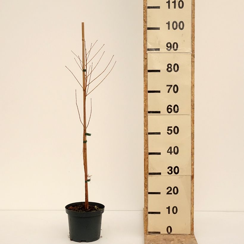 Taxodium distichum - Swamp cypress 3L/4L pot sample as delivered in winter