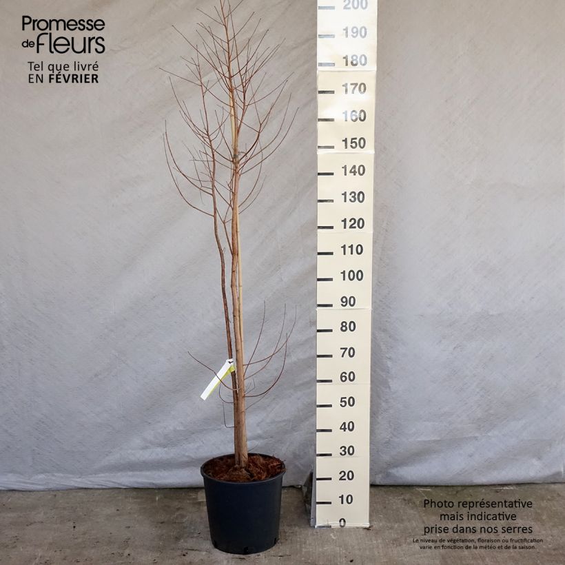 Taxodium distichum - Swamp cypress 7.5L/10L pot sample as delivered in winter