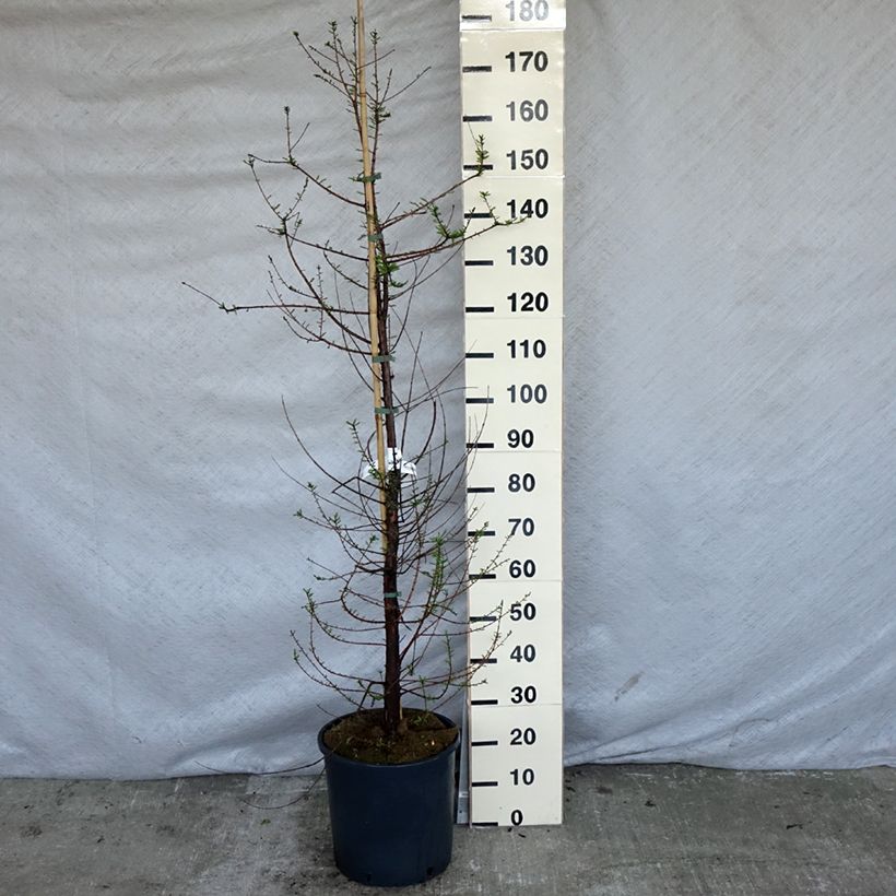 Taxodium distichum - Swamp cypress 7.5L/10L pot sample as delivered in spring