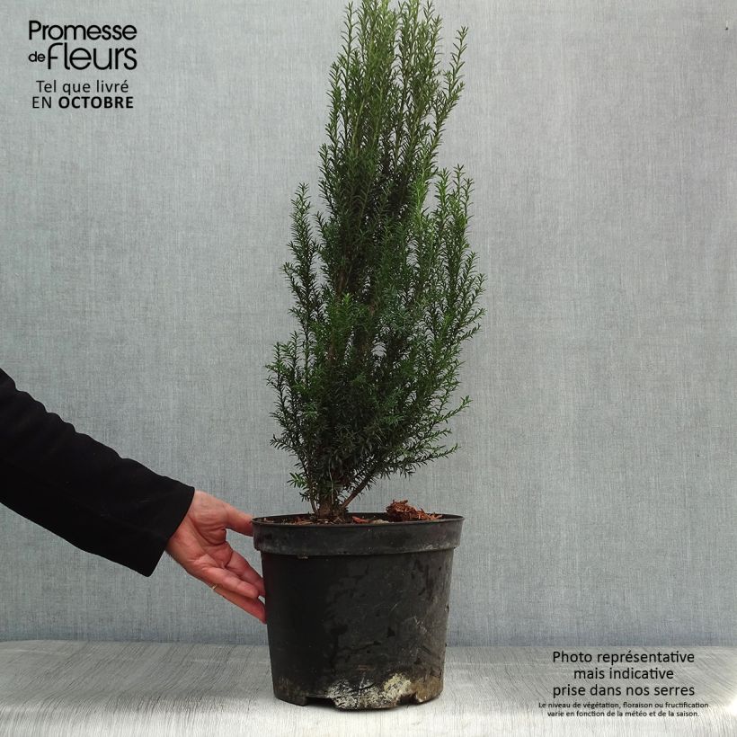 Taxus baccata - Yew 4L/5L pot sample as delivered in autumn