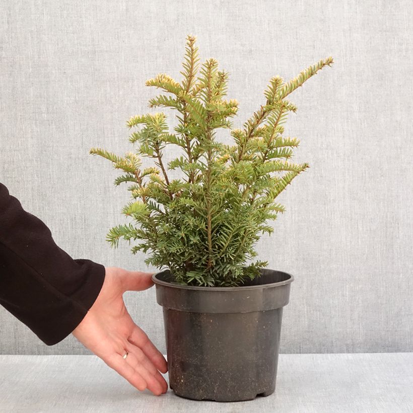 Taxus baccata Elegantissima - Yew 3L/4L pot sample as delivered in winter