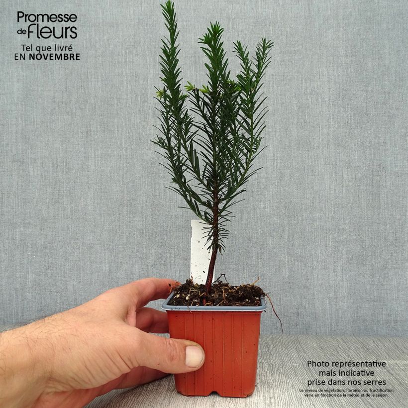 Taxus baccata - Yew 8/9 cm pot sample as delivered in autumn